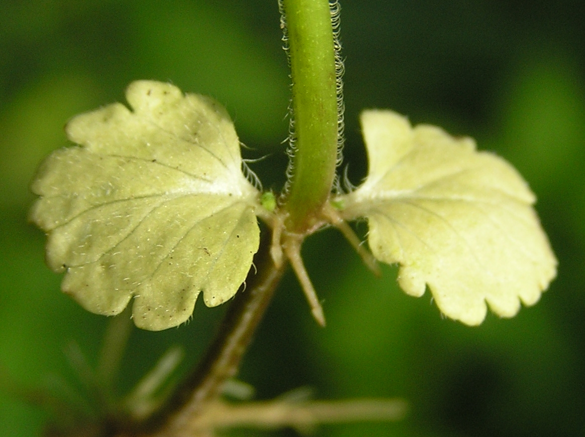 Birds -eye speedwell